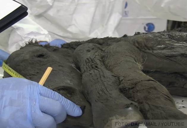 ždrebe fosil smrznuto