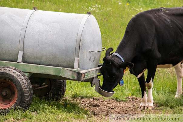 Ilustracija: žedna krava
