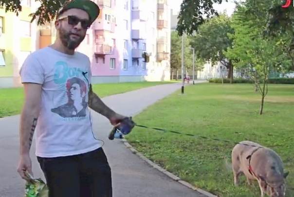 Svinja Kosher Bacon sa gazdom Danijelom 