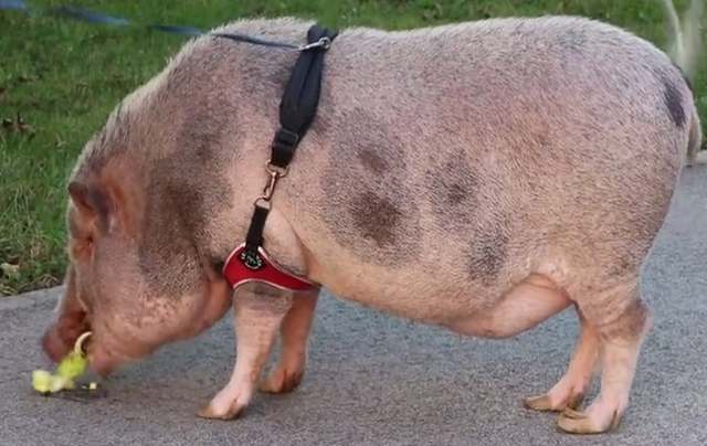 Svinja Kosher Bacon koja živi u stanu Zagreb