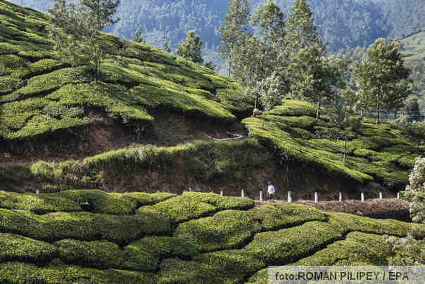 Ilustracija: polja čaja