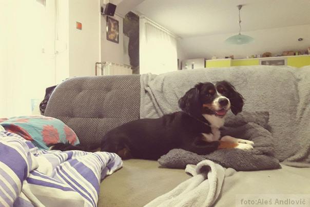 Pas Snupi iz Slovenije koji je spasio dečaka