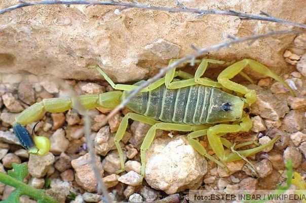 Sredozemna žuta škorpija (Leiurus quinquestriatus) najskuplja tečnost na svetu njen otrov Sredozemna žuta škorpija (Leiurus quinquestriatus)