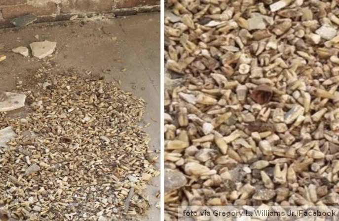 Pronađeni Zubi u zidu zgrade u gradu Valdosta
