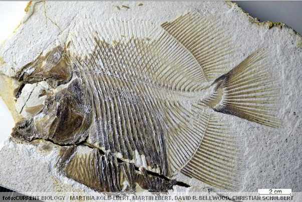 praistorijska pirana fosilni ostatak otkriven u Nemačkoj praistorijska pirana fosilni ostatak otkriven u Nemačkoj