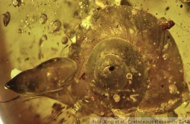 pronađeni puž star 99 miliona godina