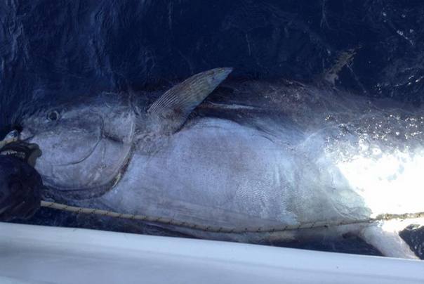rekordna tuna ulovljena u hrvatskoj teška 317 kilograma