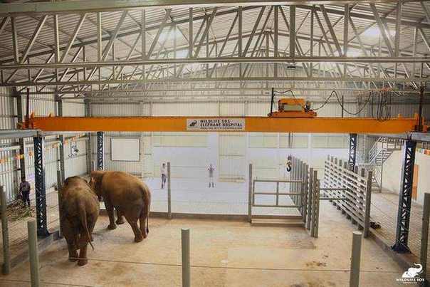 Unutra&scaron;njost  prve bolnice za slonove u indiji