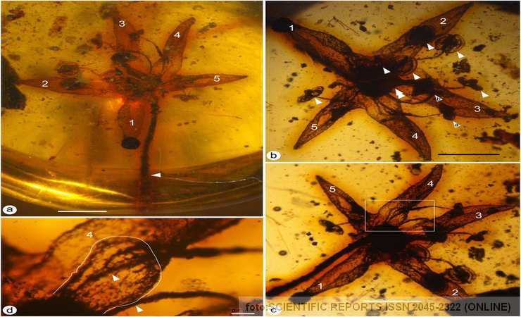 cvet cilibar star 99 miliona godina