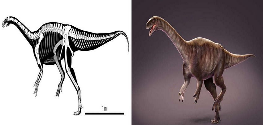 dinosaurus Macrocollum itaquii skelet