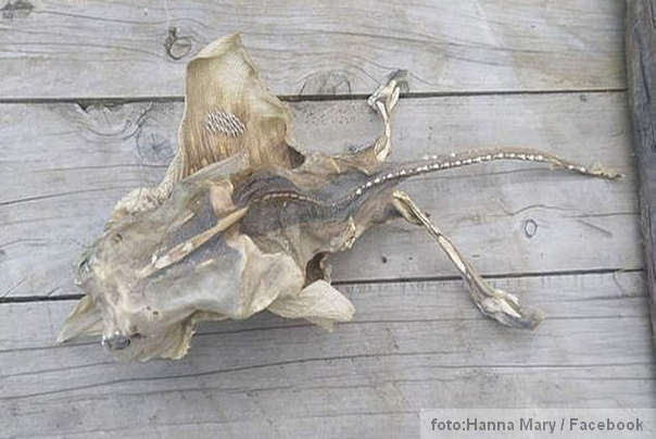 misteriozno biće iz dubine mora Novi Zeland