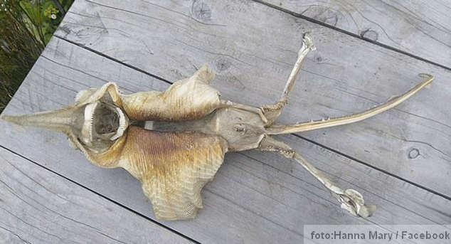 misteriozno biće iz dubine mora Novi Zeland