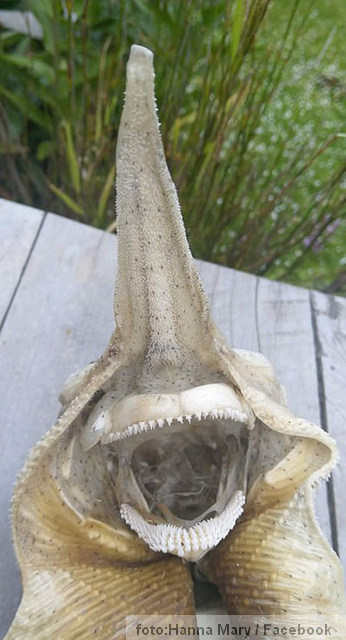 misteriozno biće iz dubine mora Novi Zeland