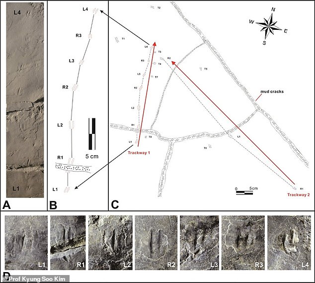 najmanji dinosaurus fosil slika malih nožica