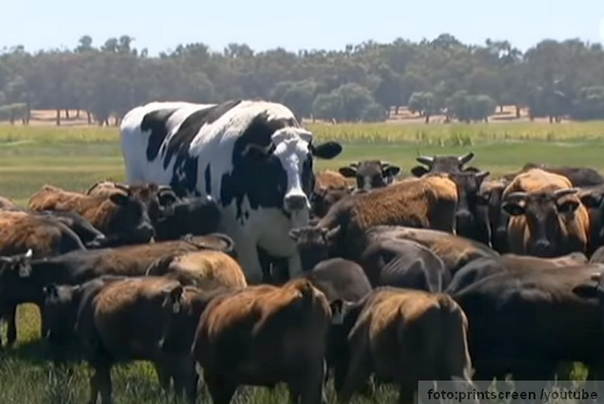 krava Knickers je najveća krava australije