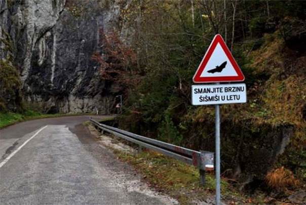 šišmiš saobraćjani znak u dolini Krivaje Bosna i Hercegovina šišmiš saobraćjani znak u dolini Krivaje Bosna i Hercegovina