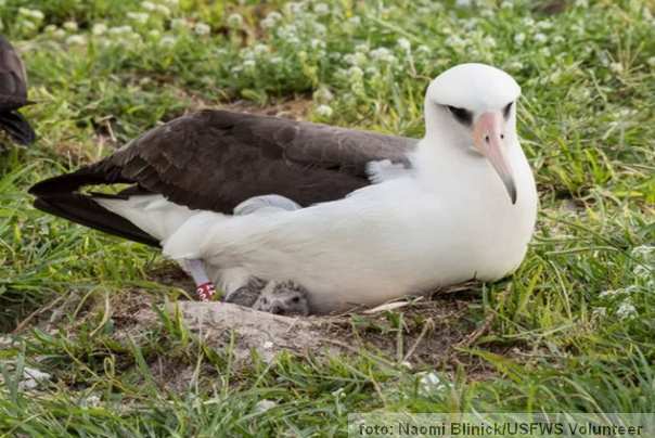 Mudrost najstarja ptica sa svojim mladuncem od ranije