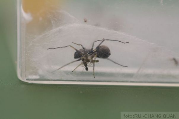 Toxeus magnus pauk koji prozvodi mleko