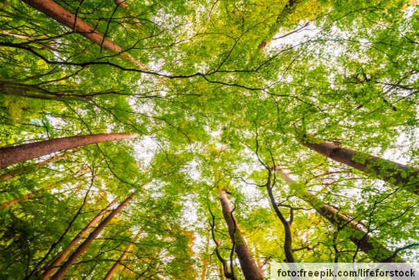 Ilustracija:drveće priroda