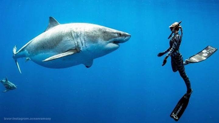 najveća bela ajkula snimljena ikada
