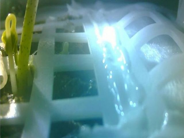  Seme pamuka koje je kina poslala na mesec proklijalo je