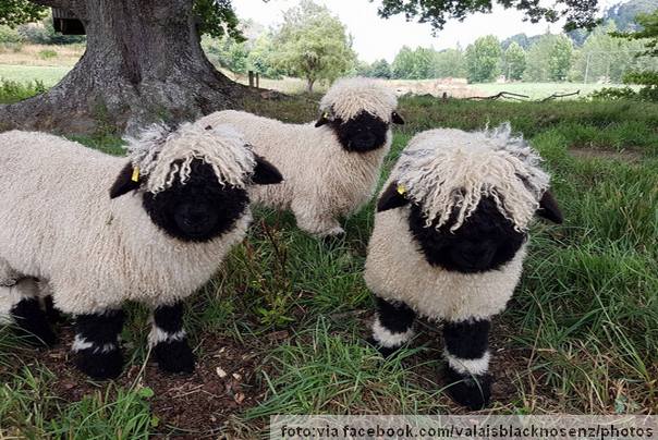 valinske ovce su nalepše ovce na svetu