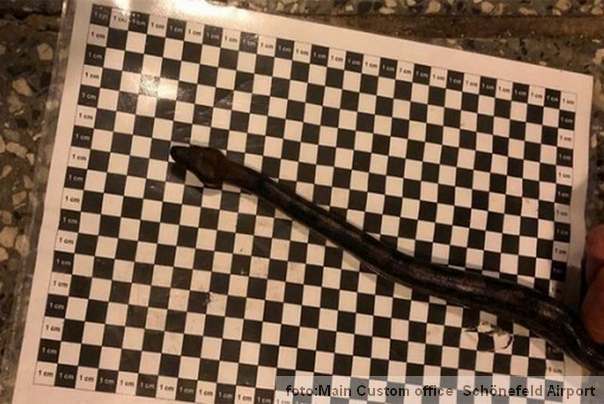 krijumčarena zmija s aerodroma nemačka