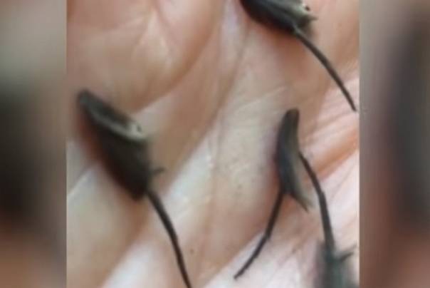 čudne životinje novi zeland