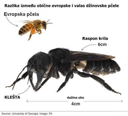 džinovska pčela Wallace  FOTO:Univerzitet Džorzija