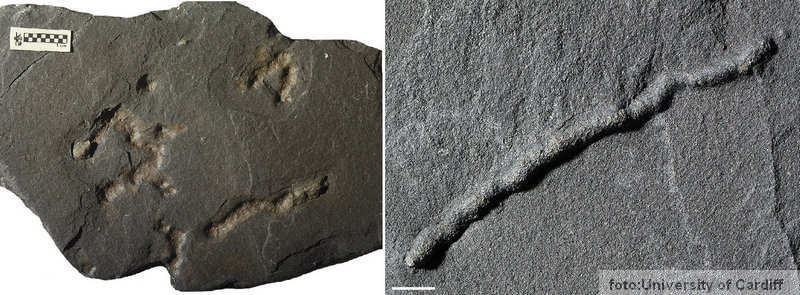 fosili prvih živih organizama FOTO:A. El Albani / IC2MP / CNRS - Universit&eacute; de Poitiers 