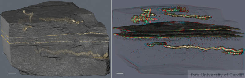 fosili prvih živih organizama video prikaz