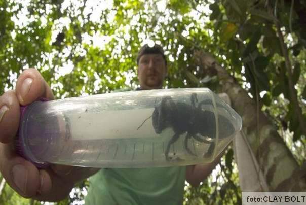 najveća pčela na svetu Wallace ponovo je pronađena FOTO:CLAY BOLT