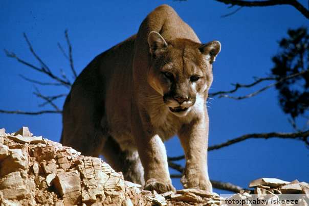 Ilustracija: puma životinja