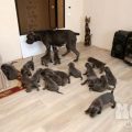 18 štenaca kira Cane Corso FOTO: Игорь ФИЛОНОВ