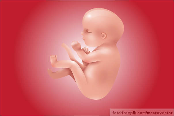 Ilustracija: fetus bebe medicina