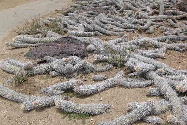kaktus puzajući đavo ili vražiji kaktus lat.Stenocereus eruca koji se sam kreće