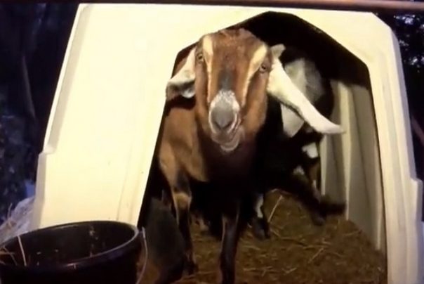 koza Linkoln gradonačelnik Fair Haven u SAD