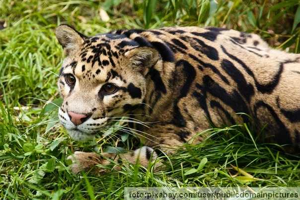 leopard oblačasti mislio se da je izumrla vrsta FOTO:wikipedia