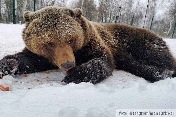 mansur meda sa aerodroma oreškovo rusija