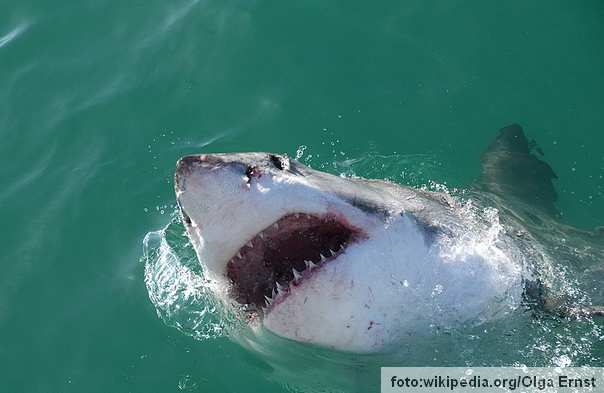 Ilustracija: morski pas ajkula