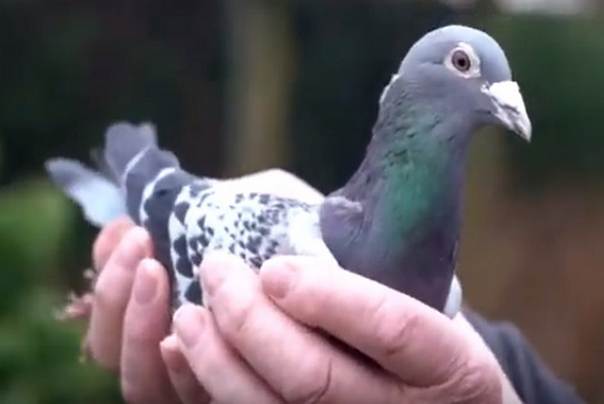 najbrži i najskuplji golub na svetu armando