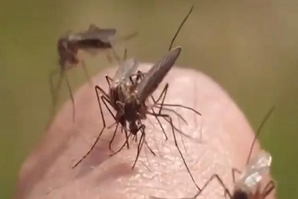 Ilustracija: komarci foto: printscreen youtube