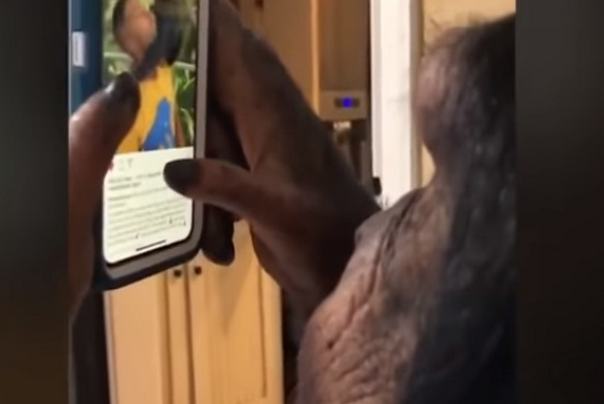 Ilustracija: majmun instagram foto :youtube