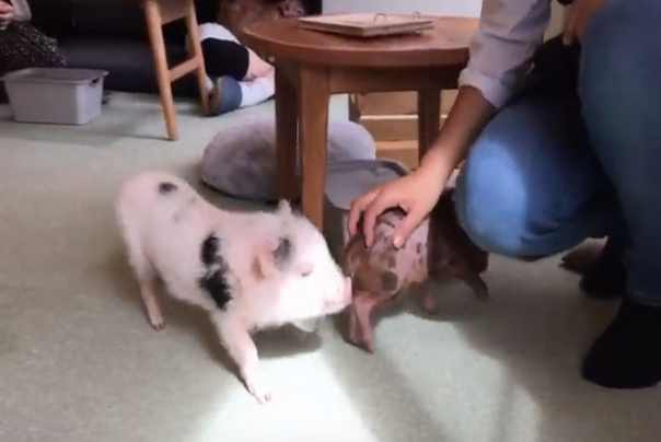 mini svinje u Mipig Cafeu foto: youtube/printscreen