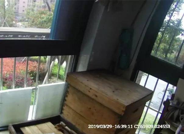 pčele u zgradi na balkonu  grad Ningbou