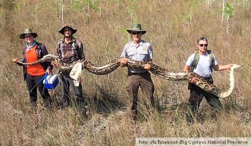 piton sa floride dug 5.2 metra piton sa floride dug 5.2 metra