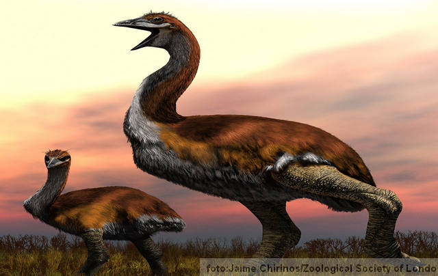 ptica slon aepyornis titan ima najveće jajae od svih ptica FOTO: Jaime Chirinos