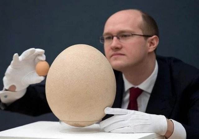 jaje ptice slona u usporedbi sa koko&scaron;ijim običnim jajetom 