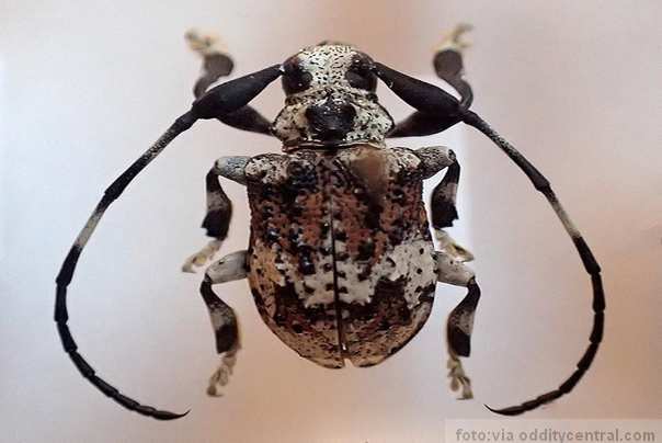  &scaron;korpion buba jedini insekt koji otrov pu&scaron;ta kroz antene foto: Dennis Paulson