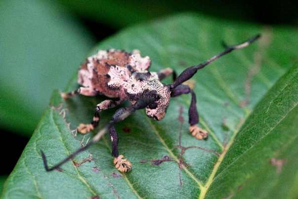 škorpion buba jedini insekt koji otrov pušta kroz antene FOTO: Antonio Sforcin Amaral